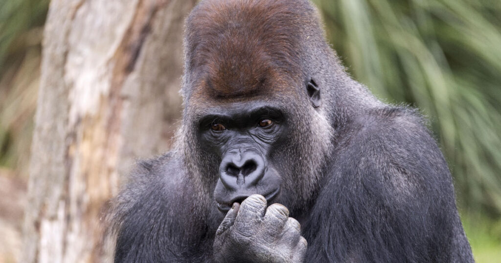 A gorilla in deep thought. This is meant to indicate that Pettey, on his good days, might be as smart as a very thoughtful gorilla.